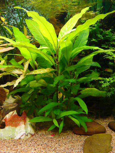 [vends][95] plante à croissance rapide:Hygrophila corymbosa  E329c910