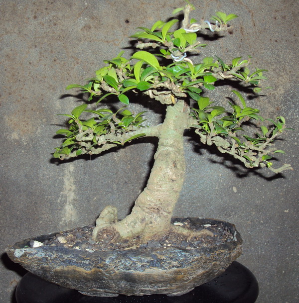 Some of my bonsai collection Ibc0511
