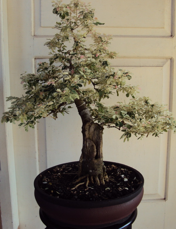 Some of my bonsai collection Ibc_0210