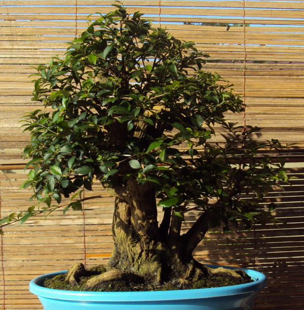 Some of my bonsai collection Ibc_0310