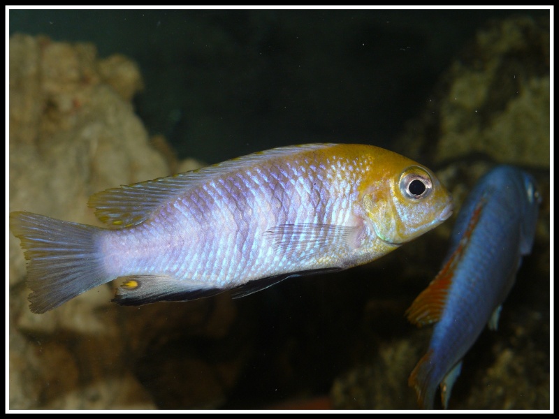 fiche:tropheops macrophtalmus"chitimba blue" 720l_014