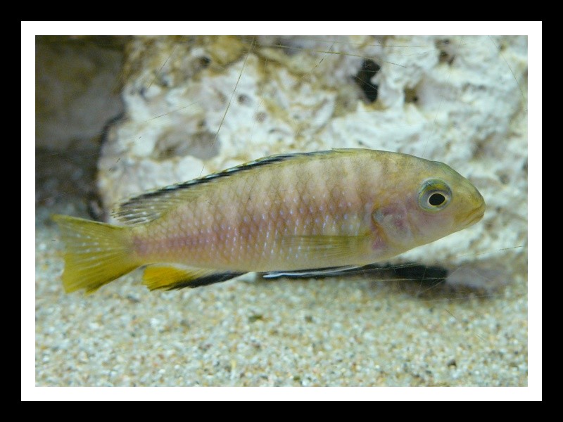 fiche:tropheops red fin"usisya" F_red_12