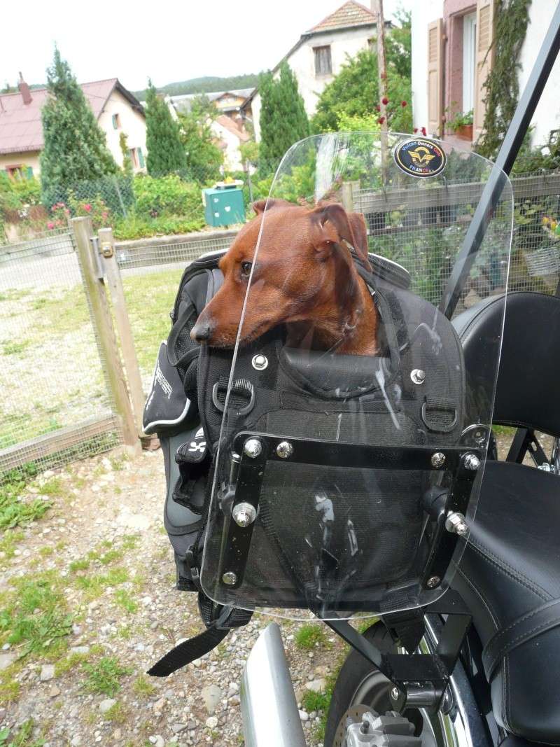 adaptation sacoche chien bagster - Mécanique - Sujets généraux (toutes  motos) - Motards