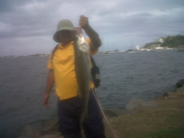 Pesca en el causeway de amador Robalo10