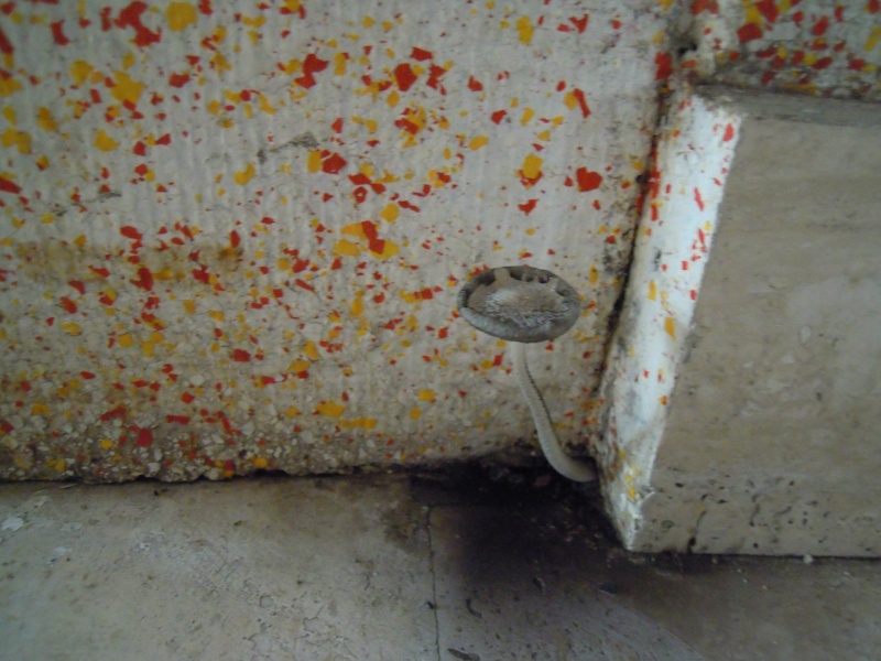 identification champignon trouver dans le hall d'entrée Dscn0011