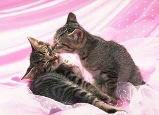 (Blog) Imagens de gatos e piadinhas Http--18