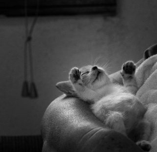 (Blog) Imagens de gatos e piadinhas Tumblr16
