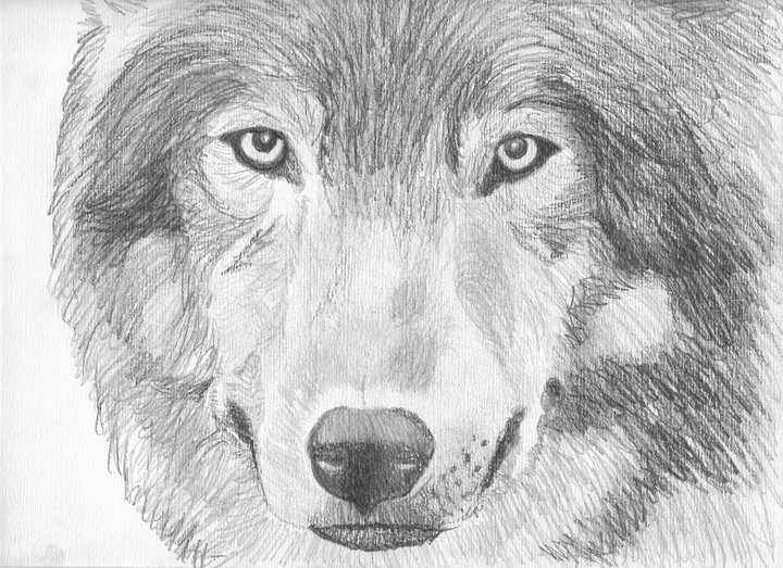 My wolf drawing <3 20658310