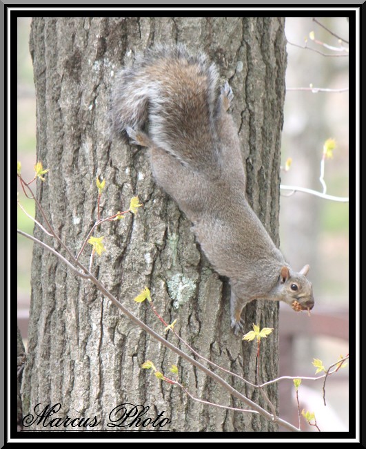 Sciurus carolinensis (écureil gris) Img_2710