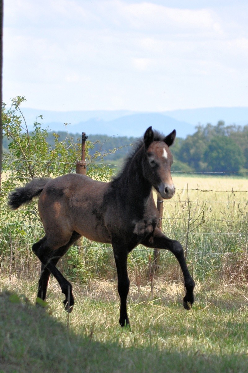 BRINDILLE DE CHANCE Photos43