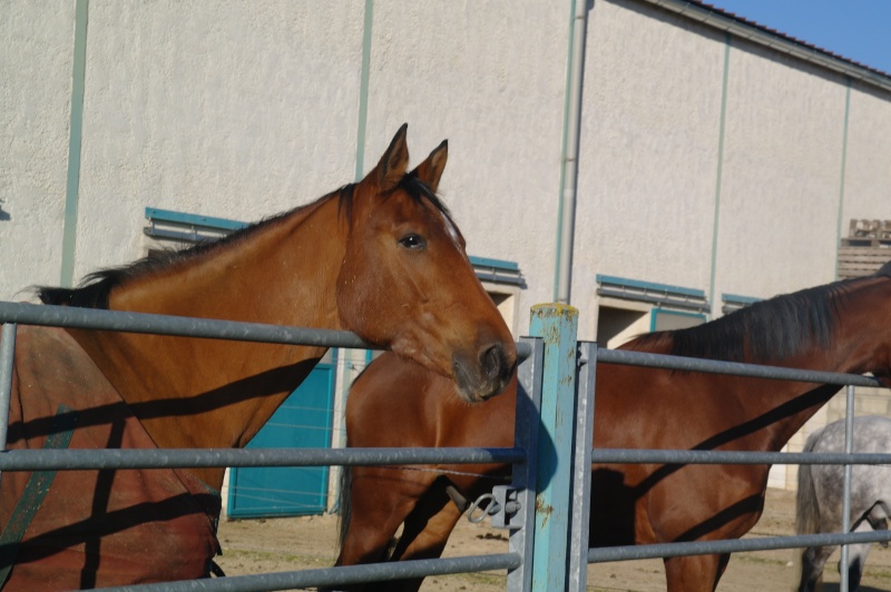 Photo des chevaux de mon club :) Sam_8412