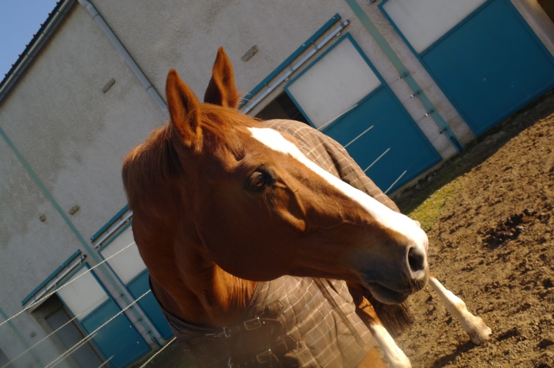 Photo des chevaux de mon club :) Sam_8413