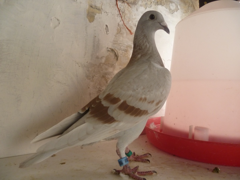 J'ai perdu un de mes pigeons  P1010713