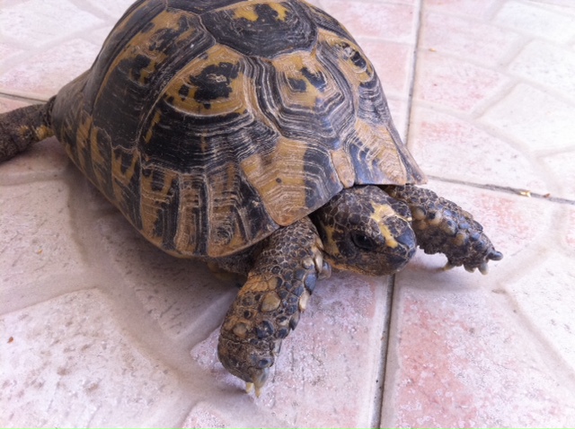 aidez moi a identifier cet tortue svp? Photo11