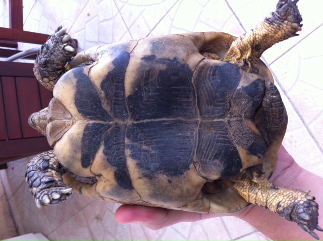 aidez moi a identifier cet tortue svp? Photo210