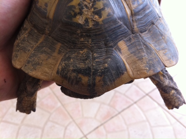 aidez moi a identifier cet tortue svp? Photo310