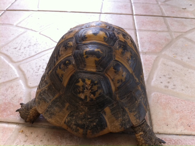 aidez moi a identifier cet tortue svp? Photo510