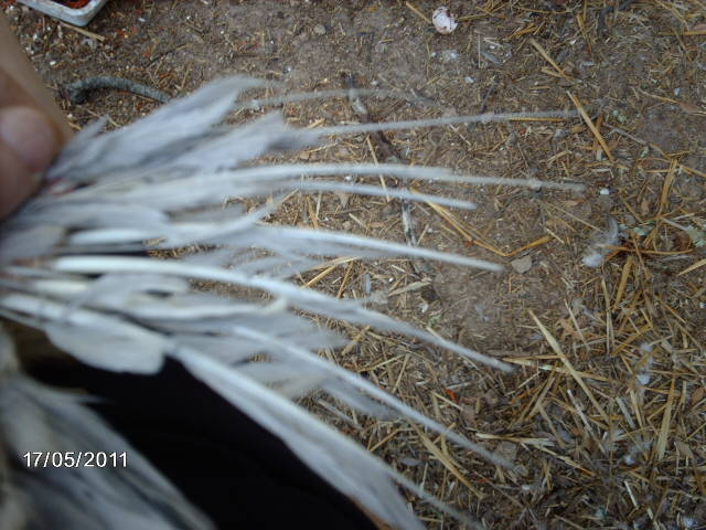 Les plumes de mes pekins frisées Imag0210