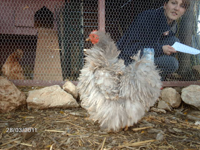 Les plumes de mes pekins frisées Imag0217