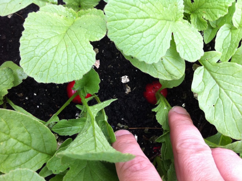 Season's first radishes! Img_0319