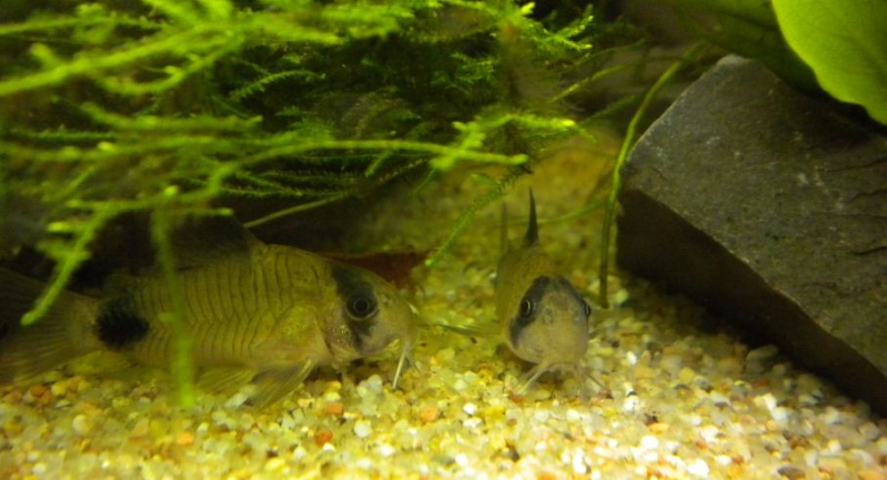 110 litres planté - corydoras panda, microdevario kubotai... - Page 2 Cory510