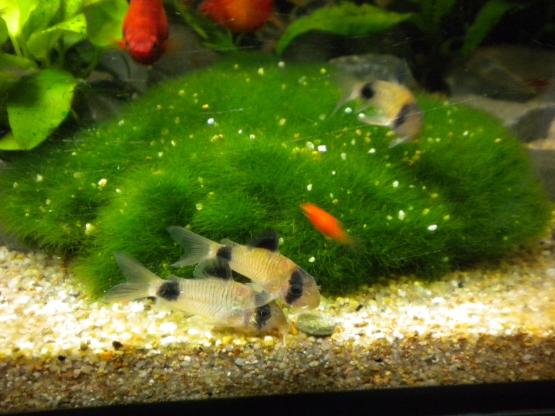 110 litres planté - corydoras panda, microdevario kubotai... Dscn2917