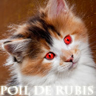 Petit Rubis 1_avat13