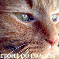 Etoile Du Dragon = chef Tonnerre  -ADMIN 1_avat20