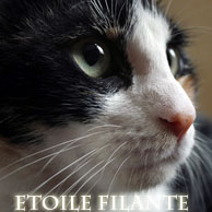 Etoile Filante = chef de la Lune 1_avta10