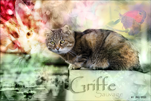 Griffe sauvage- 2011_g10