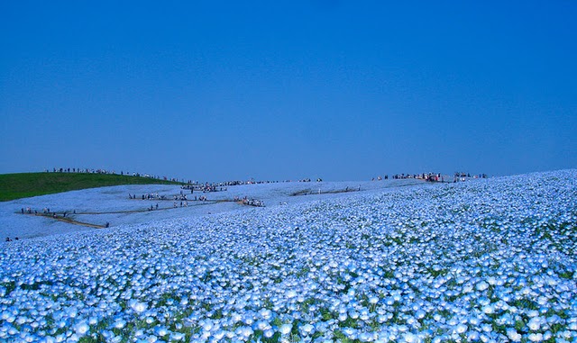 صور]حـديقـة الجريس اليابانية  Blue_f10