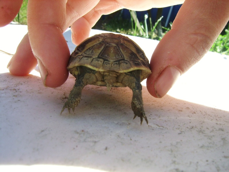 Identification d'une tortue a peine agé de 1an - Page 2 Ssa57520