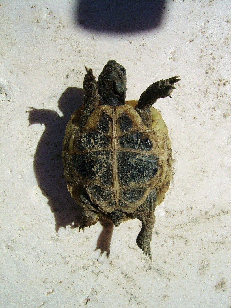 Identification d'une tortue a peine agé de 1an - Page 2 Ssa57522