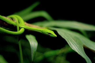 Ahaetulla nasuta (serpent liane) 19523210