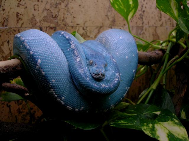 Morelia viridis 54210