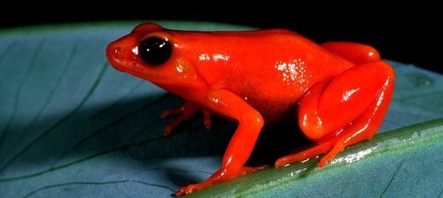 Mantella aurantiaca Mantel10