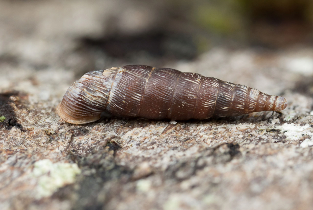 Clausilia Clausi13