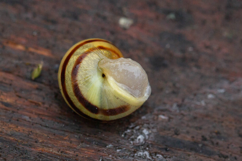 Cepaea Escarg27