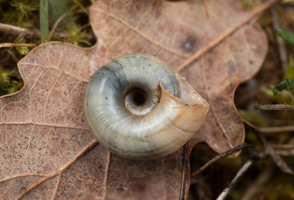 Helicella ou Cernuella ? Escarg46