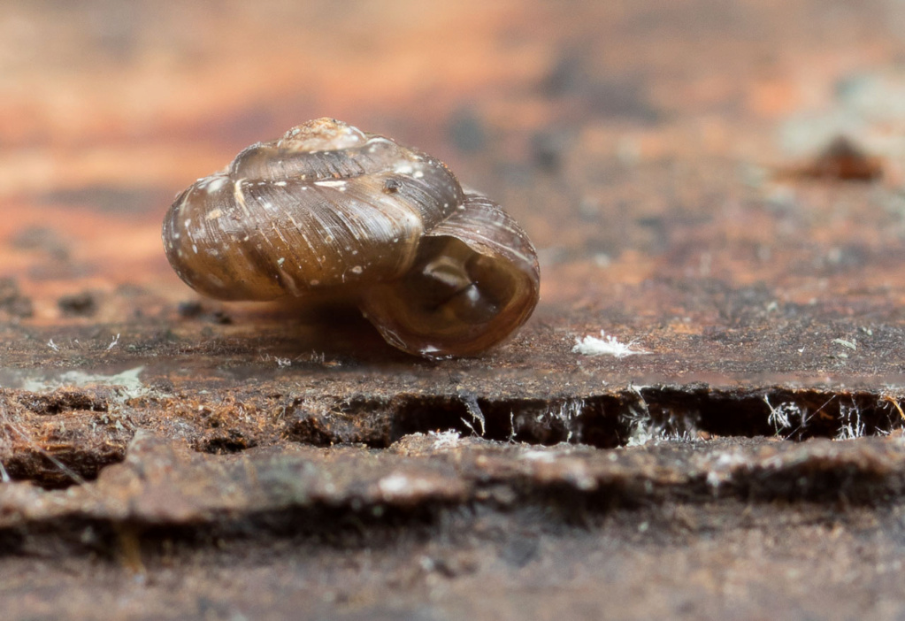 Paralaoma servilis (Shuttleworth, 1852) , Punctidae Escarg95