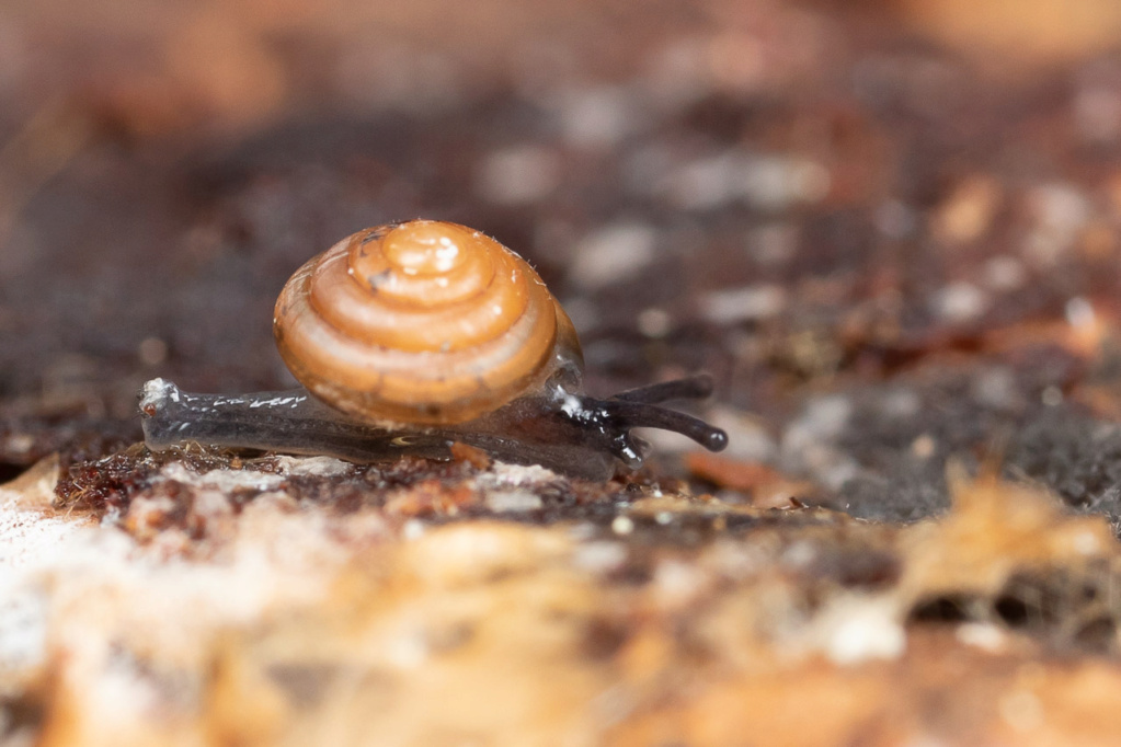 Euconulus ? Ind_1-11