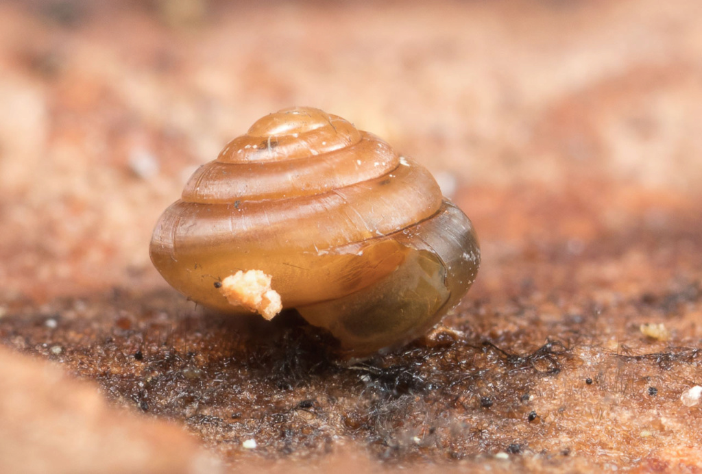 Euconulus ? Ind_2-10