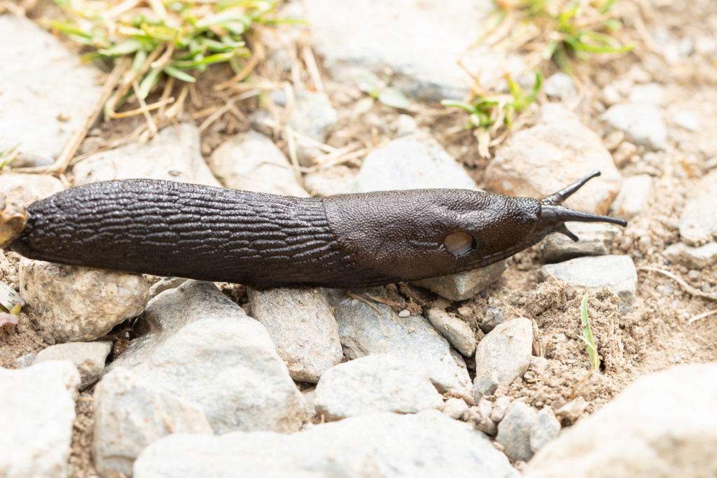 Limace des Pyrénées Limace11