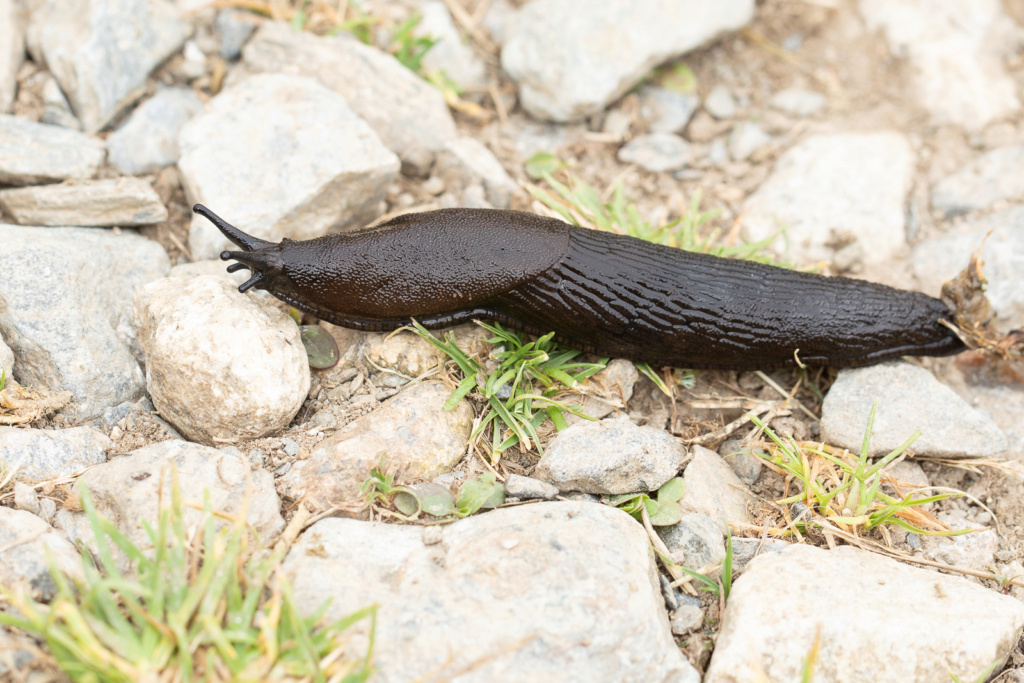 Limace des Pyrénées Limace12