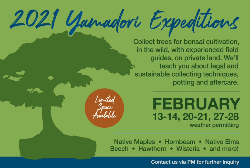 Yamadori Expeditions- Ye12