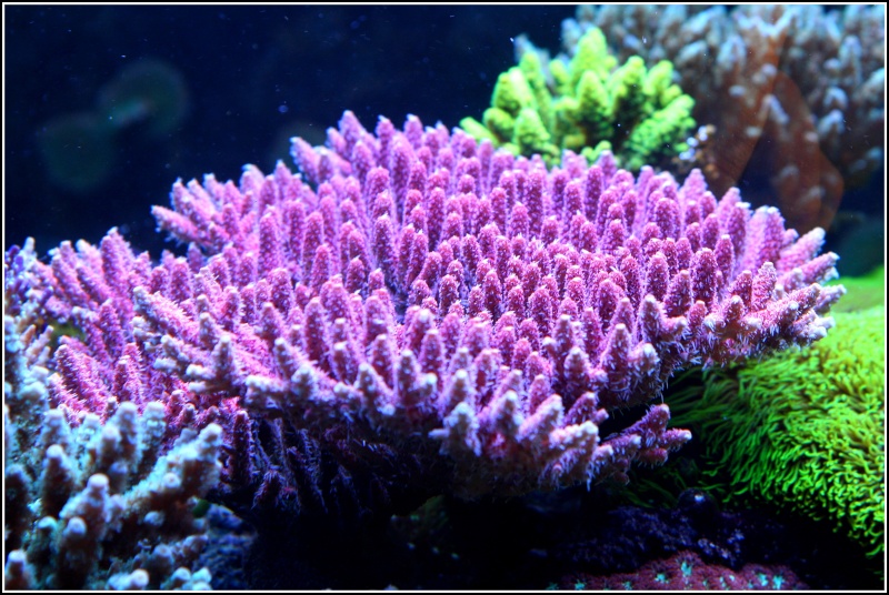 photos de poissons et coraux  - Page 6 Aujour16