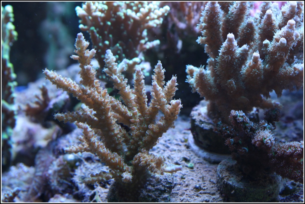 photos de poissons et coraux  - Page 7 Aujour20