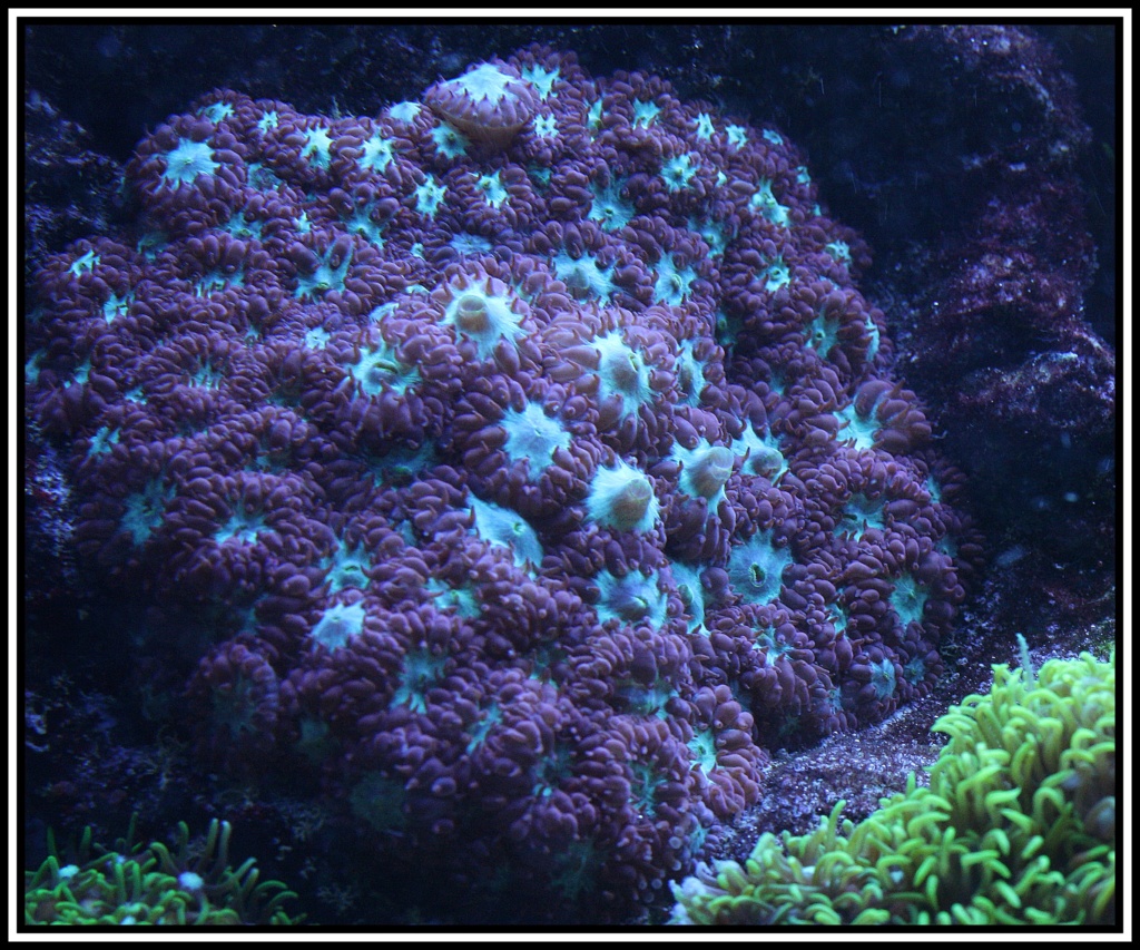 photos de poissons et coraux  - Page 2 Dernie16