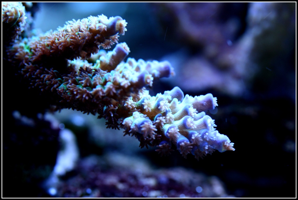 photos de poissons et coraux  - Page 6 Divers10