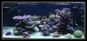 adoption d un acropora  " coral Guardian " Mg571415